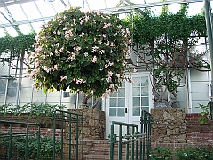 348 Longwood Gardens [2008 August 23]